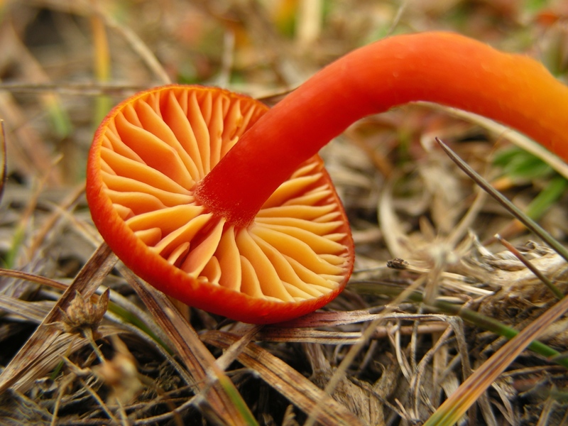 Viva le Hygrocybe!!!